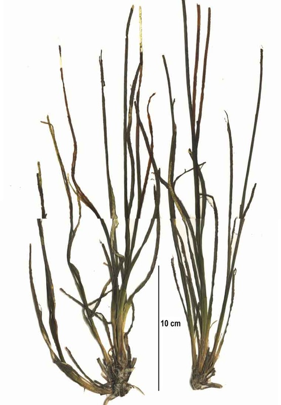 Serrulated surfgrass (Phyllospadix scouleri)