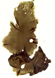 Pyropia columbiensis