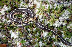 Common garter snake (Thamnophis sirtalis)