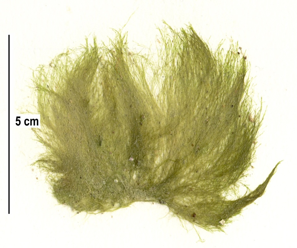 Arctic sea moss (Arcosiphonia arcta)