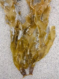 False kelp (Petalonia fascia)