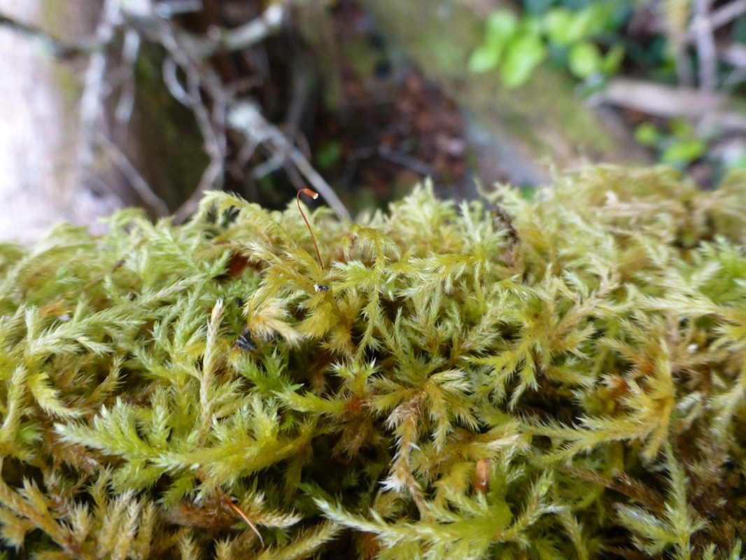 Cat-tail moss (Isothecium myosuroides)