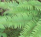 Sword fern (Polystichum munitum)