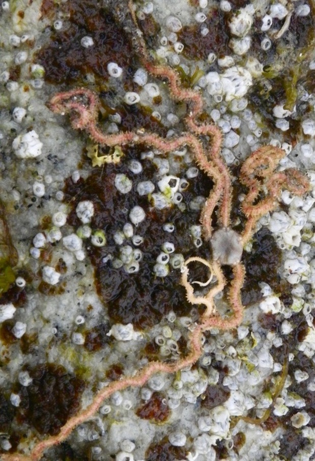 Long arm  brittle star  (Amphioda urtica)