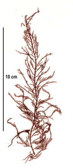 Delicately-branched red seaweed (Bonnemaisonia californica, Bonnemaisonia nootkana)