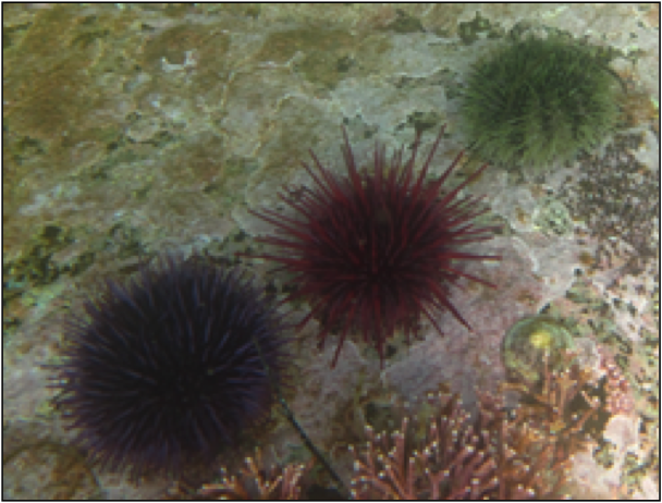 Purple sea urchin (Strongylocentrotus purpuratus)