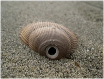 Lewis's moonsnail (Euspira lewisii)