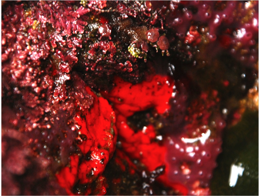 Red velvet sponge, Clathria pennata, Ophlitaspongia pennata