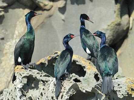 Pelagic cormorant (Phalacrocorax pelagicus)