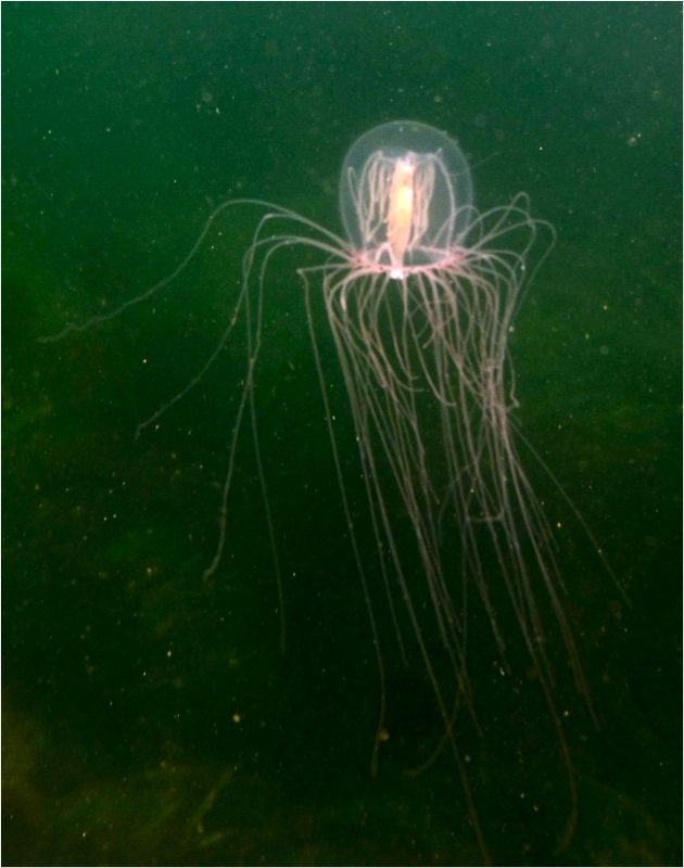 Red-eye medusa (Polyorchis pencillatus)