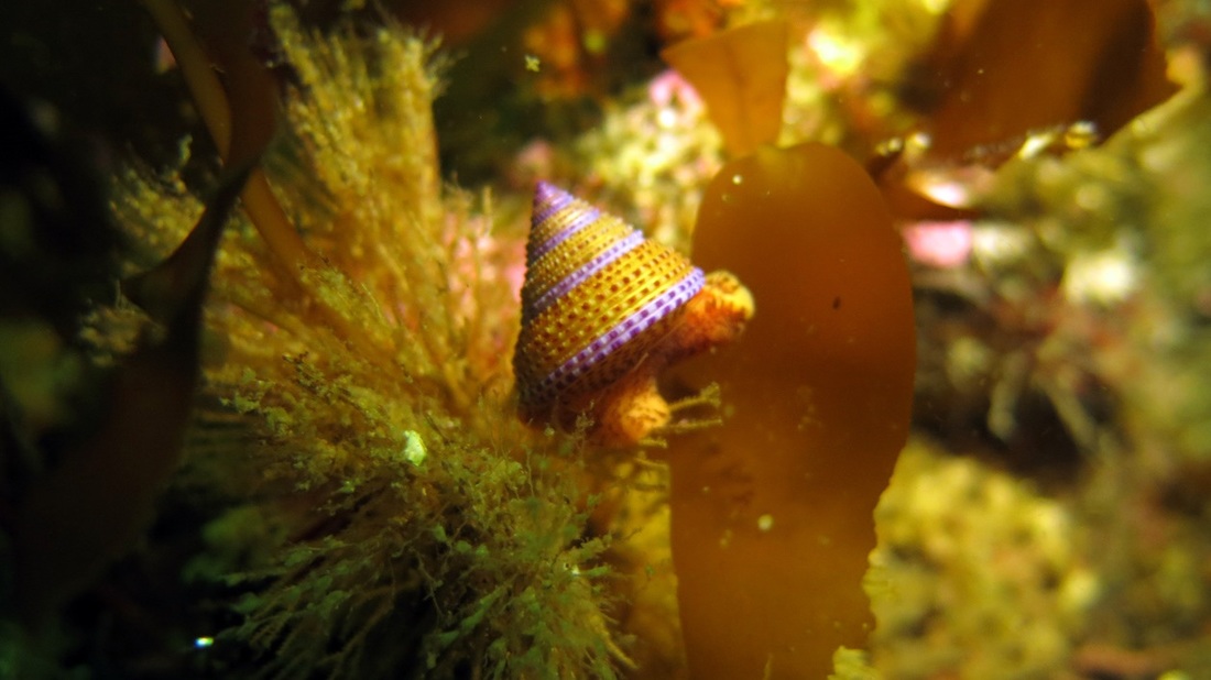 Purple-ringed top snail (Calliostoma annulatum)