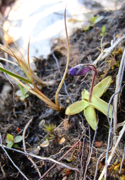 Common butterwort (Pinguicula vulgaris)