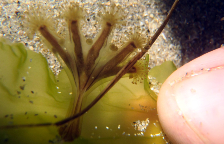 Oval-anchored stalked jelly (Haliclystus stejnegeri)