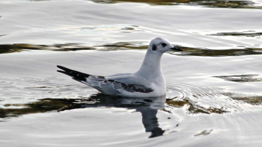 Bonaparte's gull (Chroicocephalus philadelphia)
