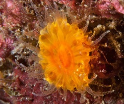 Orange cup coral (Balanophyllia elegans)