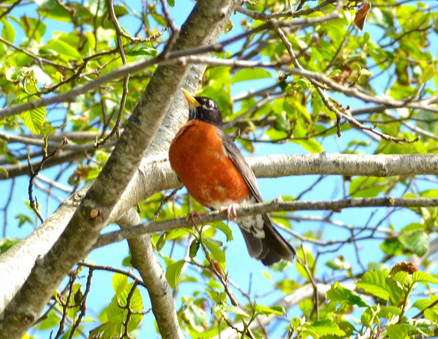 American robin (Turdus migratorius)