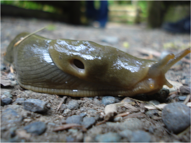 Pacific banana slug (Ariolimax columbianus)