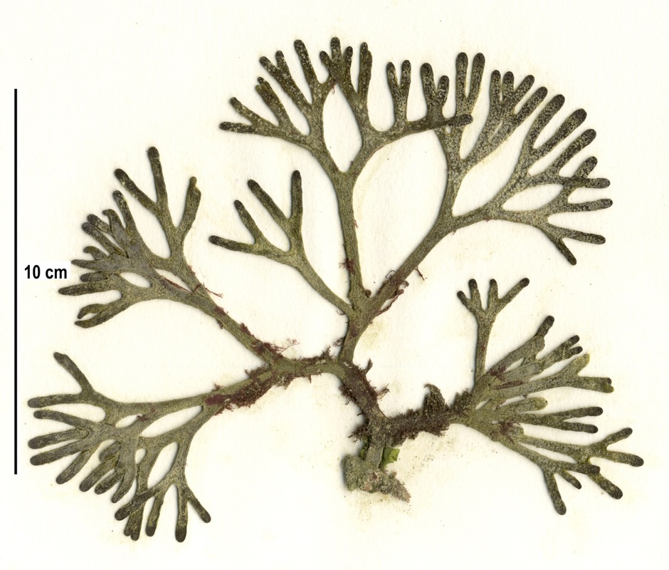 Sea staghorn (Codium fragile ssp. californicum)