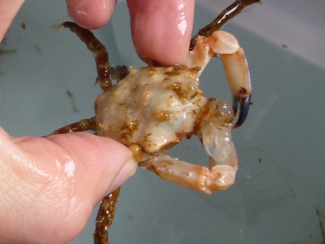 Graceful kelp crab (Pugettia gracilis)