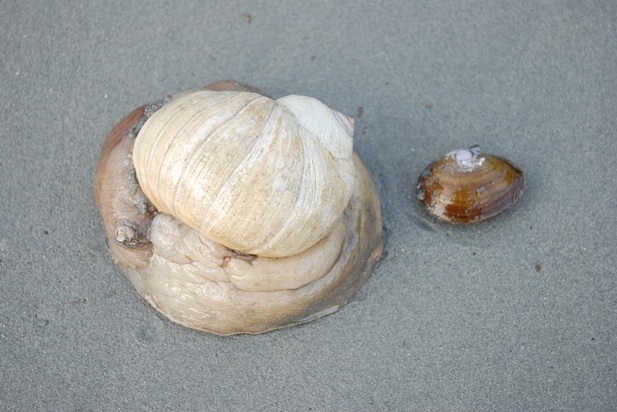 Lewis's moonsnail (Euspira lewisii)