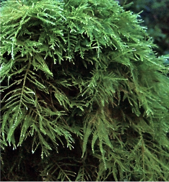 Slender beaked moss (Eurhynchium praelongum)