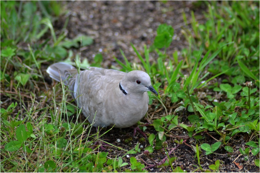 Eurasian collared-dove (Streptopelia decaocto)