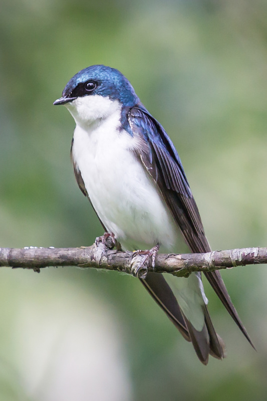 Tree swallow (Tachycineta bicolor)