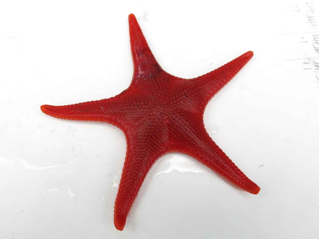 Vermilion star (Mediaster aequalis)