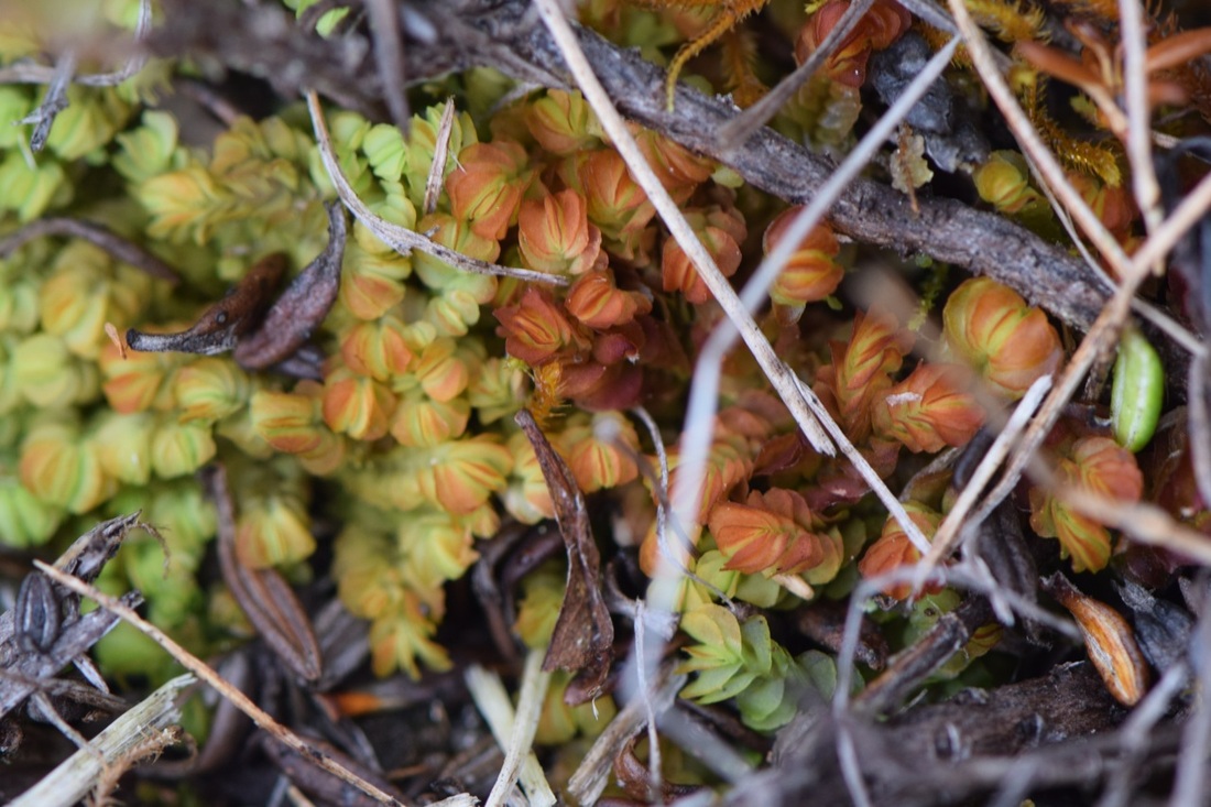 Hard scale liverwort (Mylia taylorii)