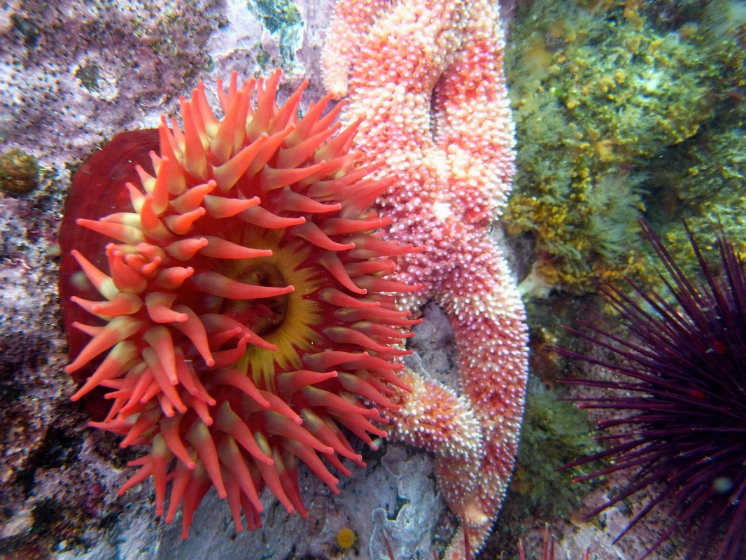 Fish-eating anemone, rose anemone (Urticina piscivora)