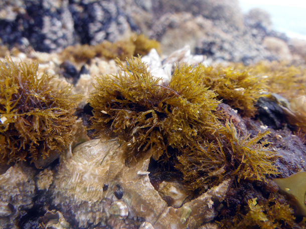 Jelly moss (Gloiopeltis furcata)