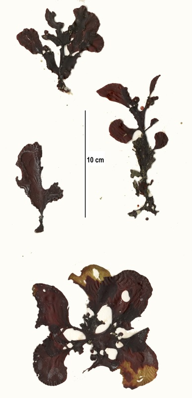 Red opuntia (Opuntiella californica)
