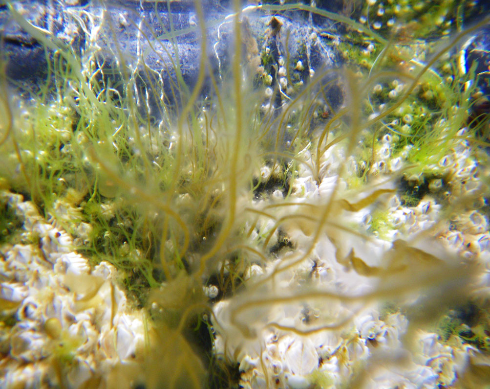 Hairy brown seaweed (Haplogloia andersonii)