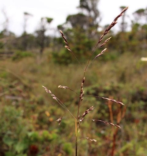Tufted hairgrass (Deschamspia cespitosa)