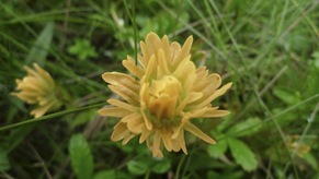 Unalaska paintbrush (Castilleja unaslaschcensis)