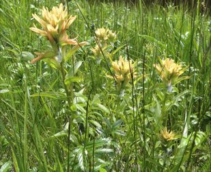 Unalaska paintbrush (Castilleja unaslaschcensis)