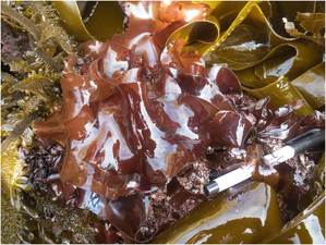 Splendid iridescent seaweed (Mazaella splendens)