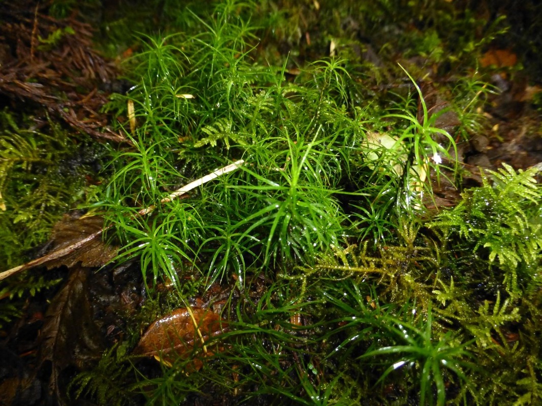 Alpine haircap moss (Polytrichastrum alpinum)