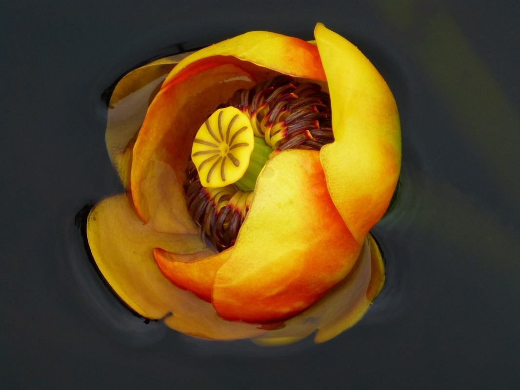 Yellow pond-lily (Nuphar polysepala)