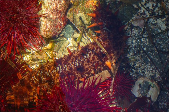 Giant red sea cucumber (Parastichopus californicus)