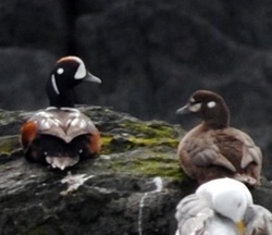 Harlequin duck (Histrionicus histrionicus)