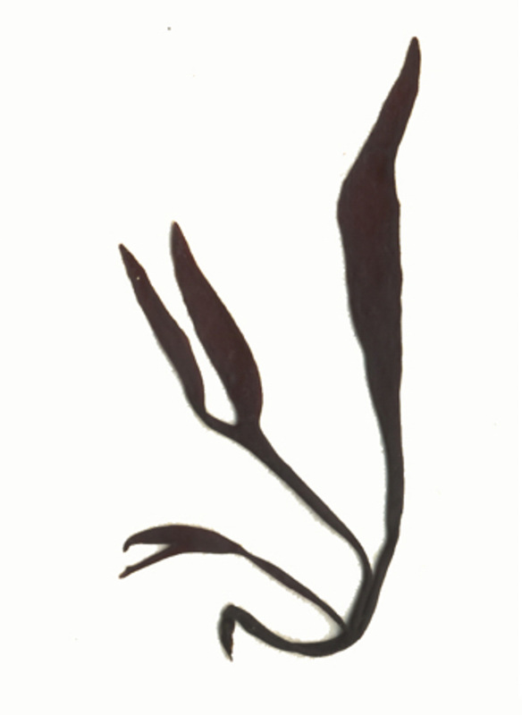 Bleachweed (Prionitis sternbergii)