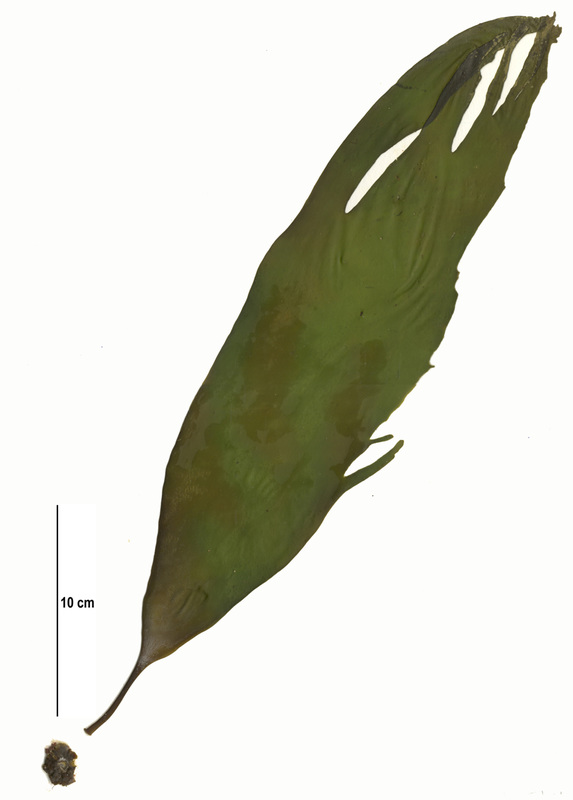 Suction-cup kelp (Laminaria yezoensis)