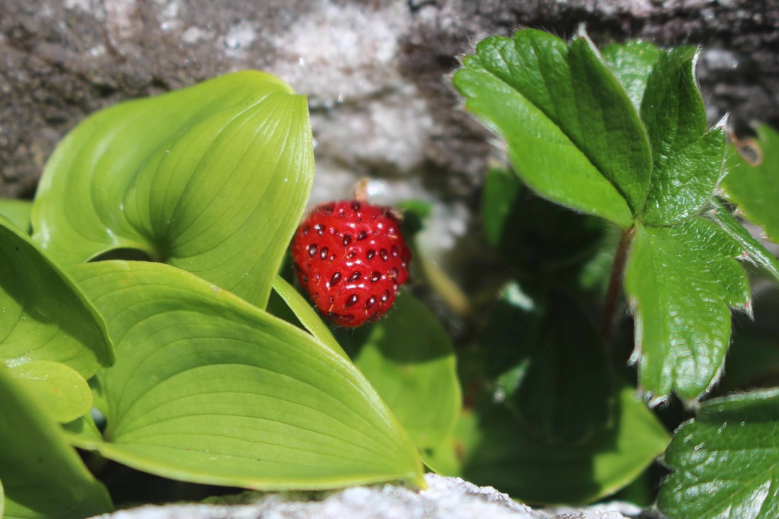 Coastal strawberry (Fragaria chiloensis)