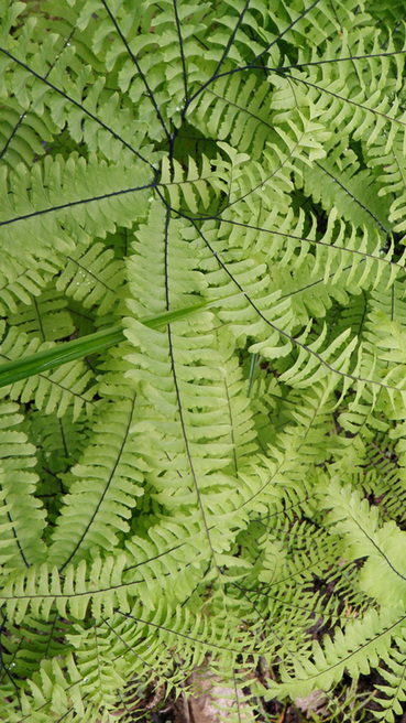 Maidenhair fern (Adiantum pedatum)
