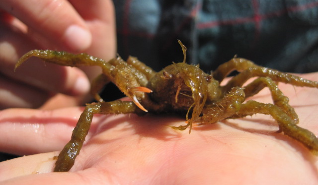 Slender decorator crab (Pugettia gracilis)
