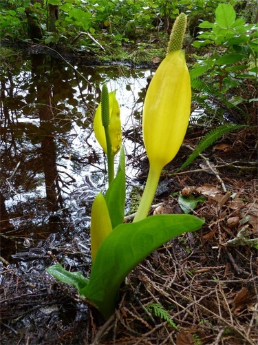 Skunk cabbage (Lysichiton americanus)