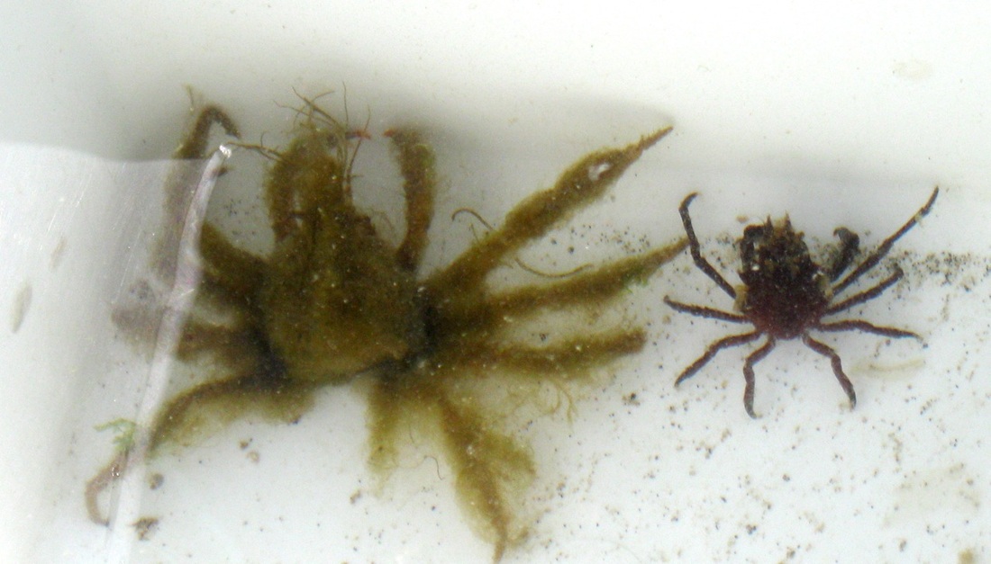 Slender decorator crab (Pugettia gracilis)