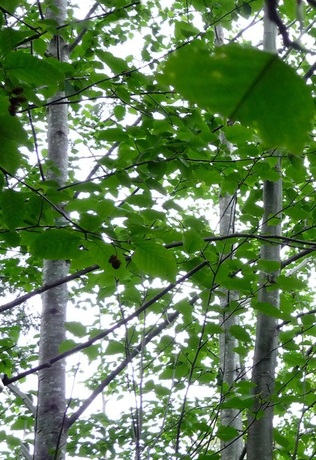 Red alder (Alnus rubra)