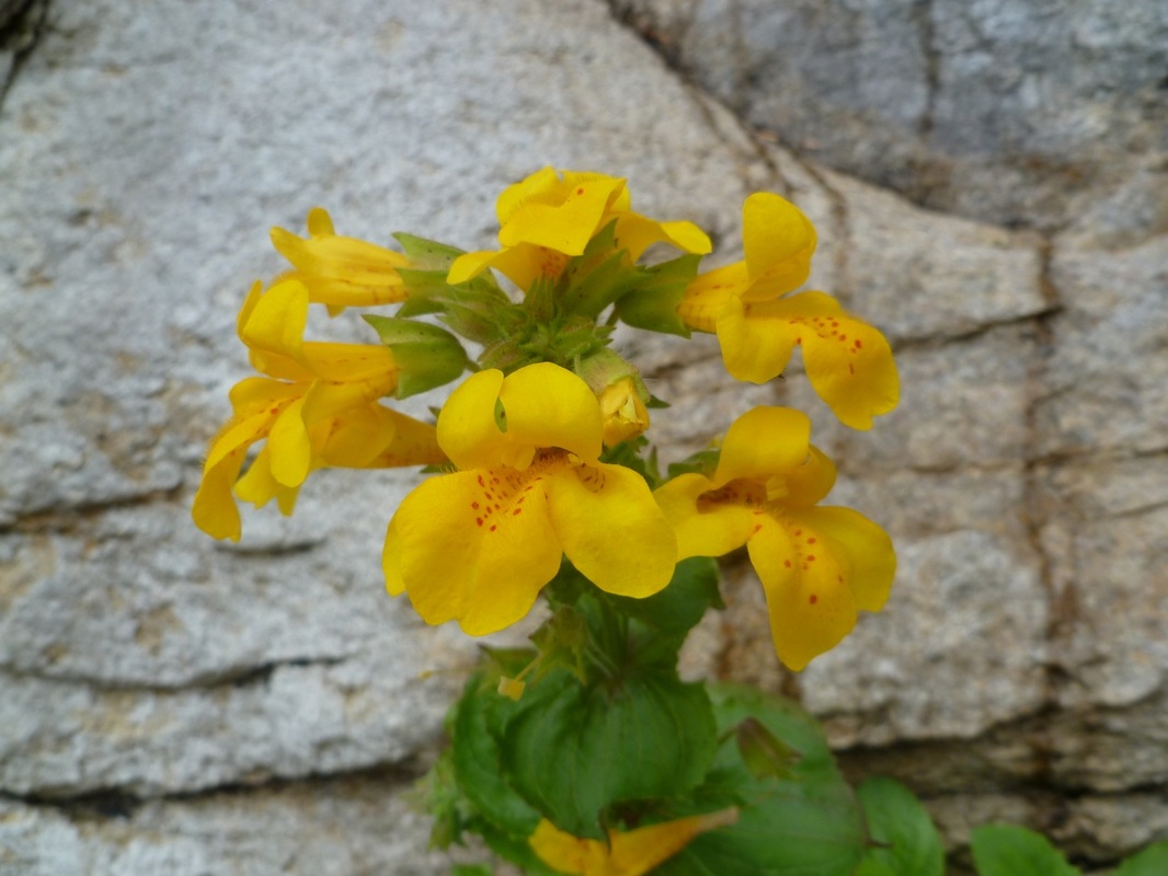 Yellow monkey-flower (Mimulus guttatus)